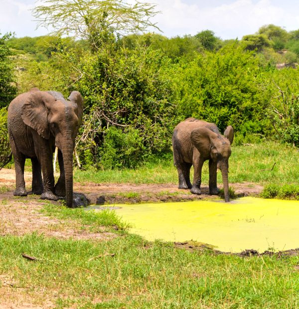 6 Days Tanzania Standard Safari